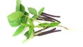Vigna radiata green maash bean plant fruits